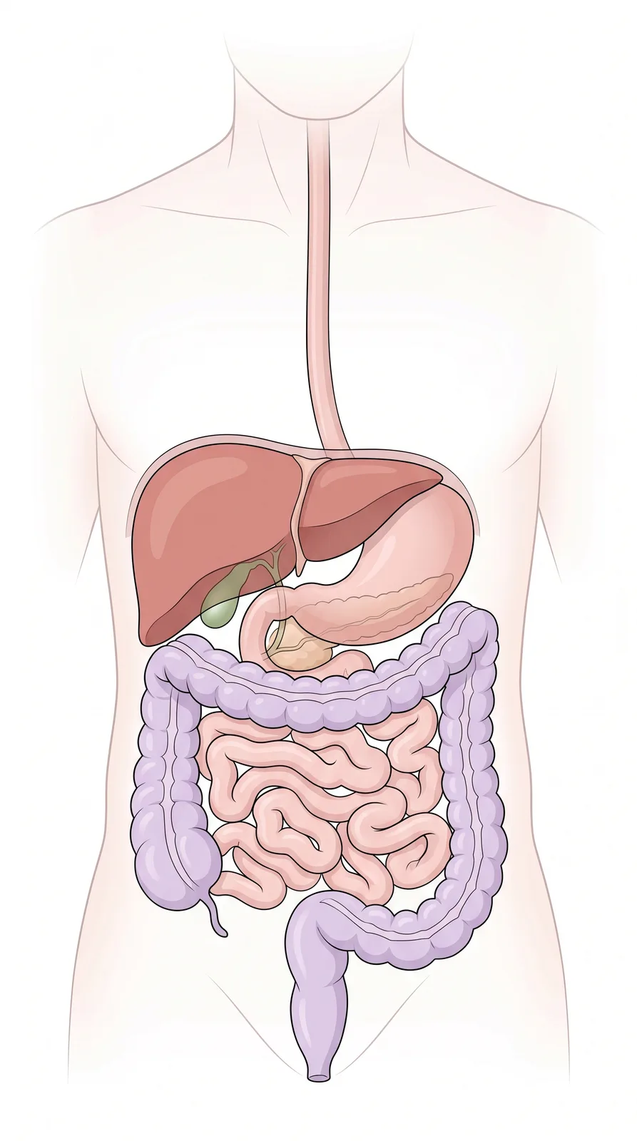 Lámina clínica real: nutrición · digestivo