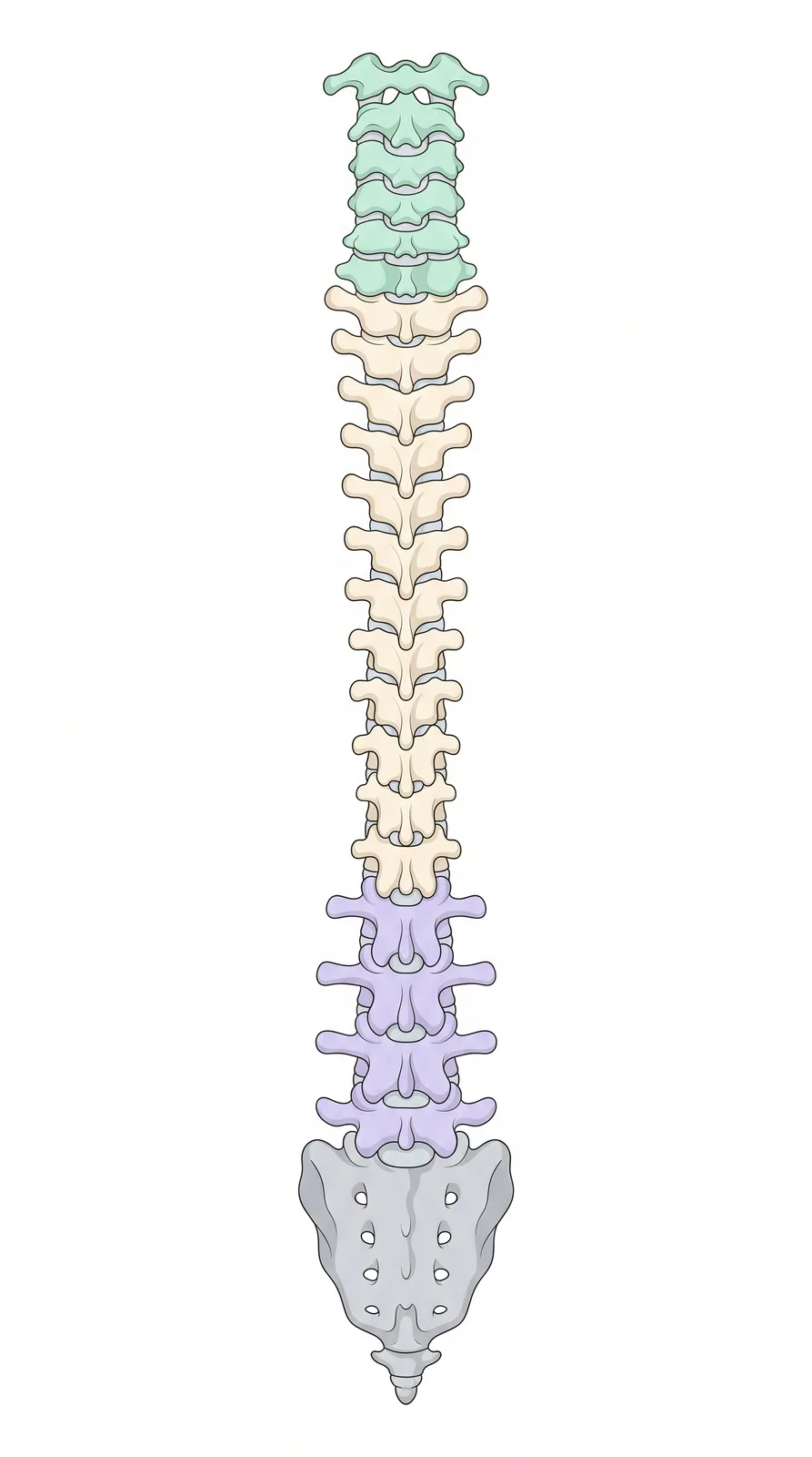 Lámina clínica real: columna vertebral